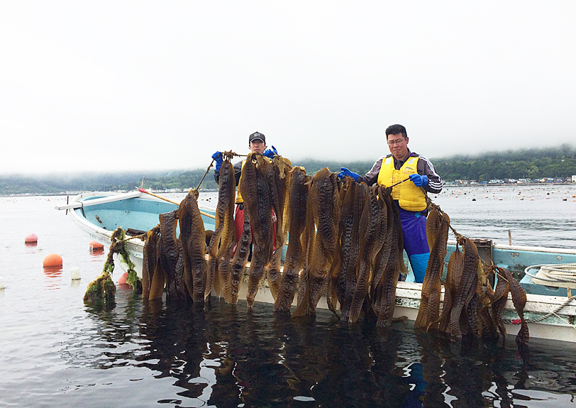 がごめ昆布漁　北海道函館尾札部浜　フコイダン水溶性食物繊維