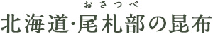 北海道・尾札部の昆布