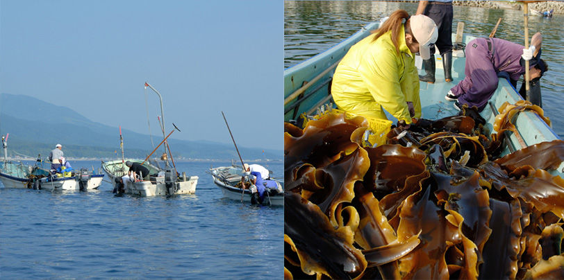 お通じ改善　がごめ昆布　海藻　ガゴメ　産地直送　北海道　函館　尾札部産　通販　販売