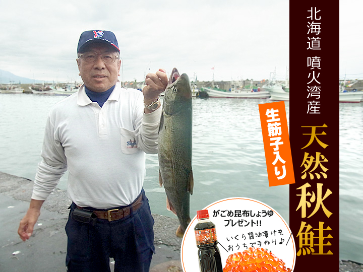 終了しました」鮭 2.8〜3.5k 〈2024年新物〉北海道噴火湾産 天然