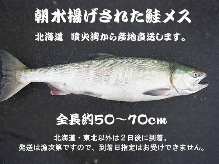 2023年新物〉北海道噴火湾産 天然秋鮭メス生筋子入り 3～4k オスは500 ...