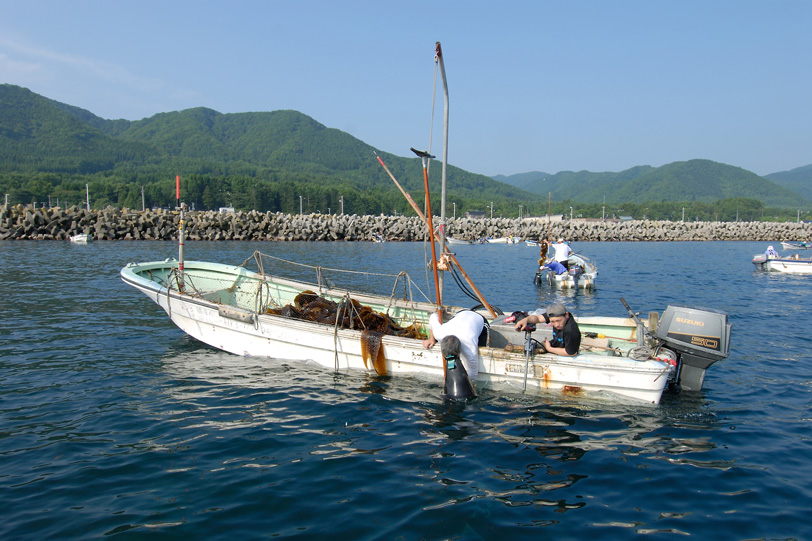 真昆布　こんぶ　産地直送　北海道　函館　尾札部産　通販　販売