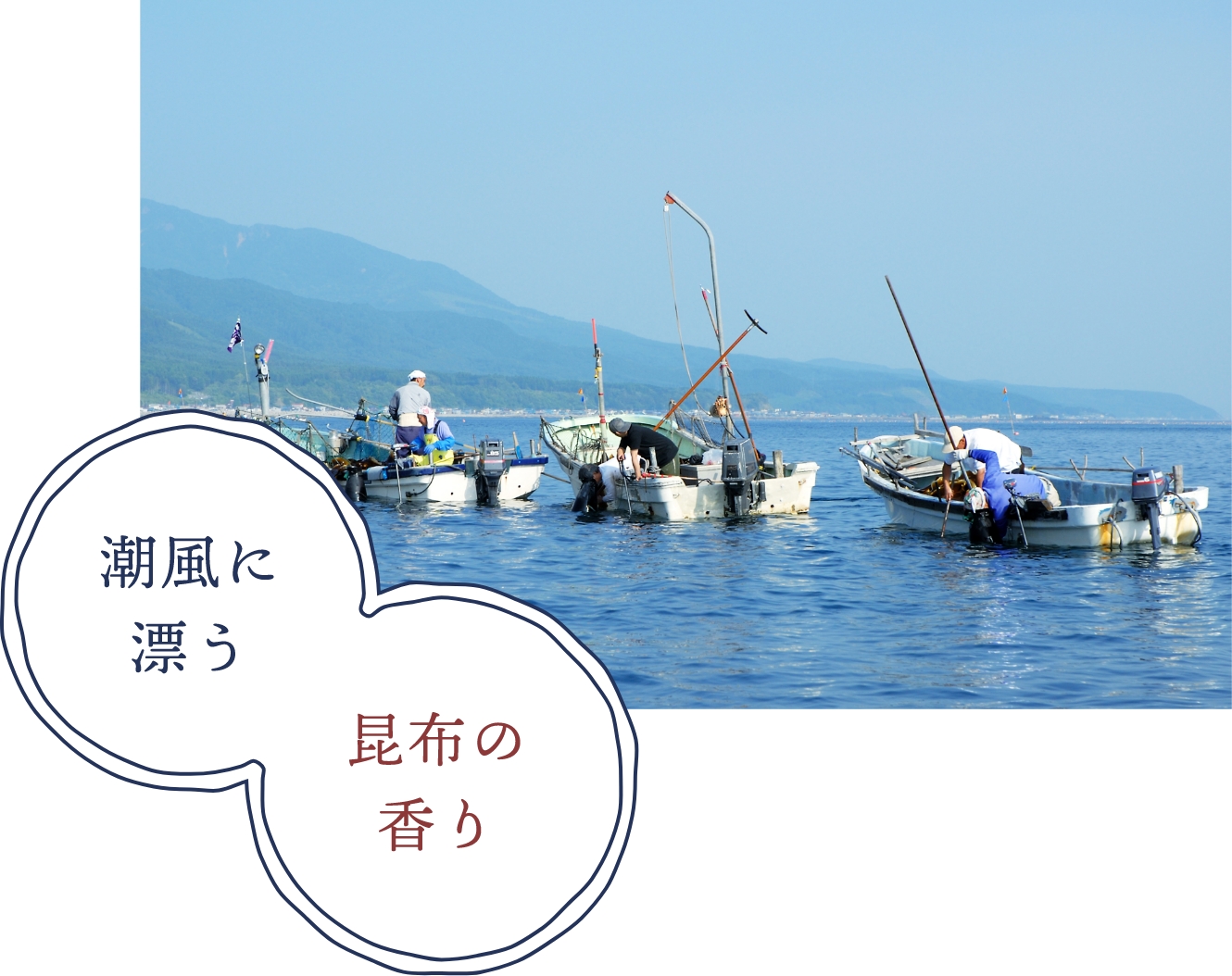 献上用昆布の産地として北海道で唯一選ばれた函館市・尾札部町。浜では毎年、真昆布・がごめ昆布が漁師さんに大切に育てられています。